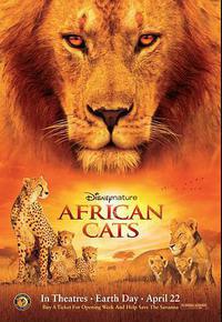 非洲猫科 非洲猫科