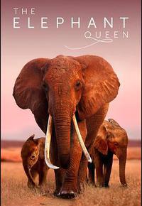 大象女王 大象女王
